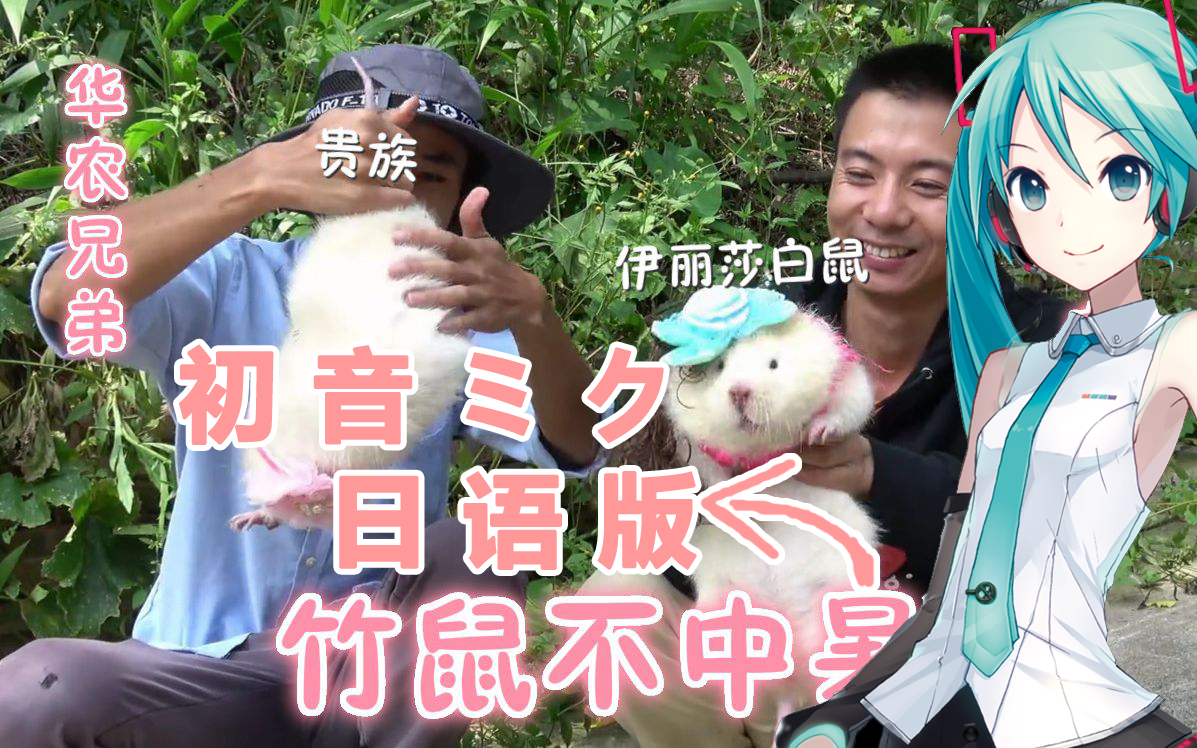 【初音ミク】竹鼠不中暑 日语版【哈士奇×不地川】Cover 洛天依（翻自 PoKeR） 