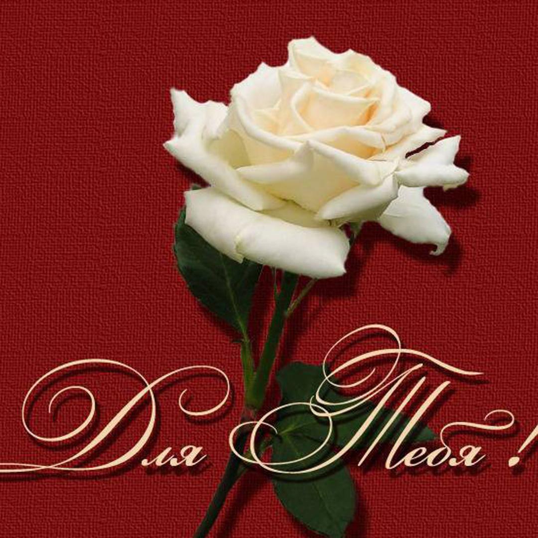 Million scarlet roses