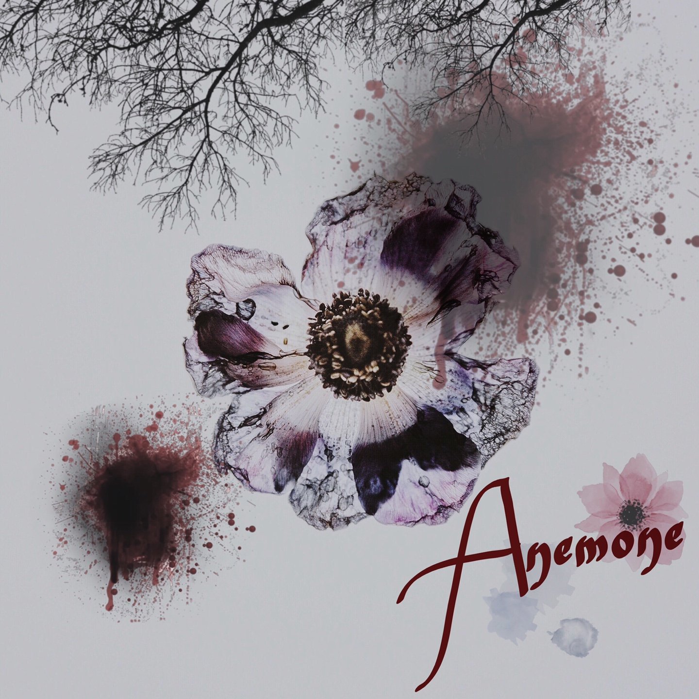 Anemone