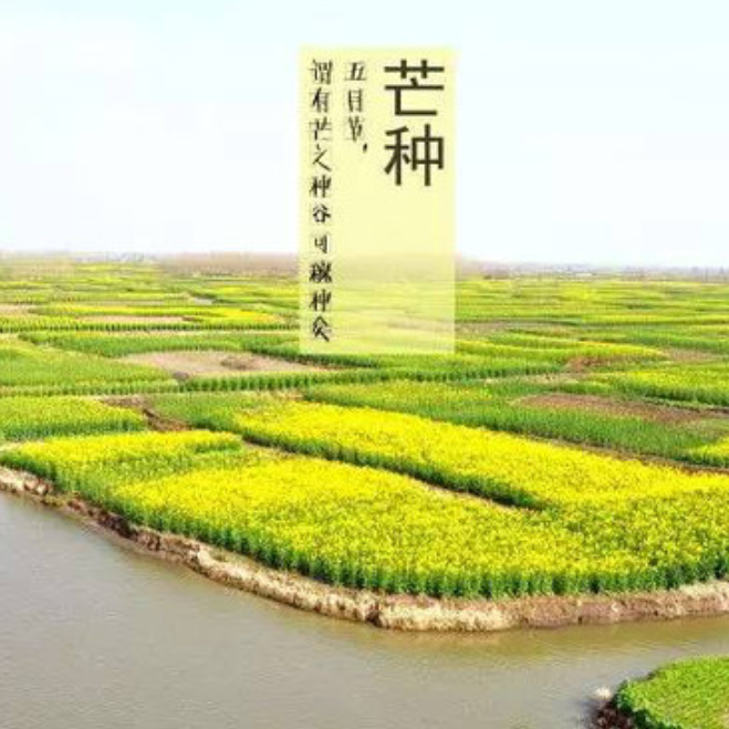陈以轩 - 芒种、yang.LC
