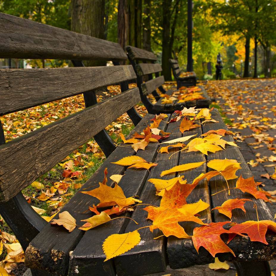 The Autumn Leaves 秋叶