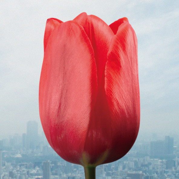 大切なものは君以外に见当たらなくて