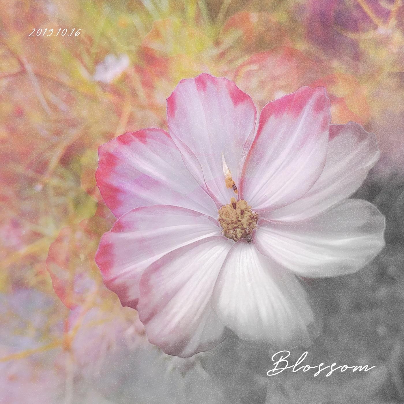 Blossom ver.1