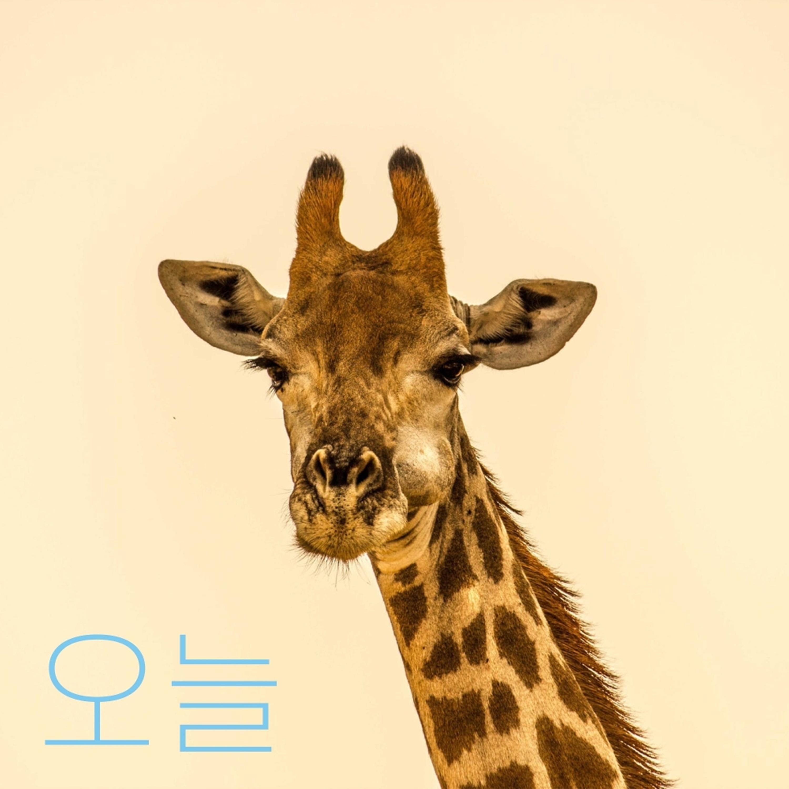 오늘