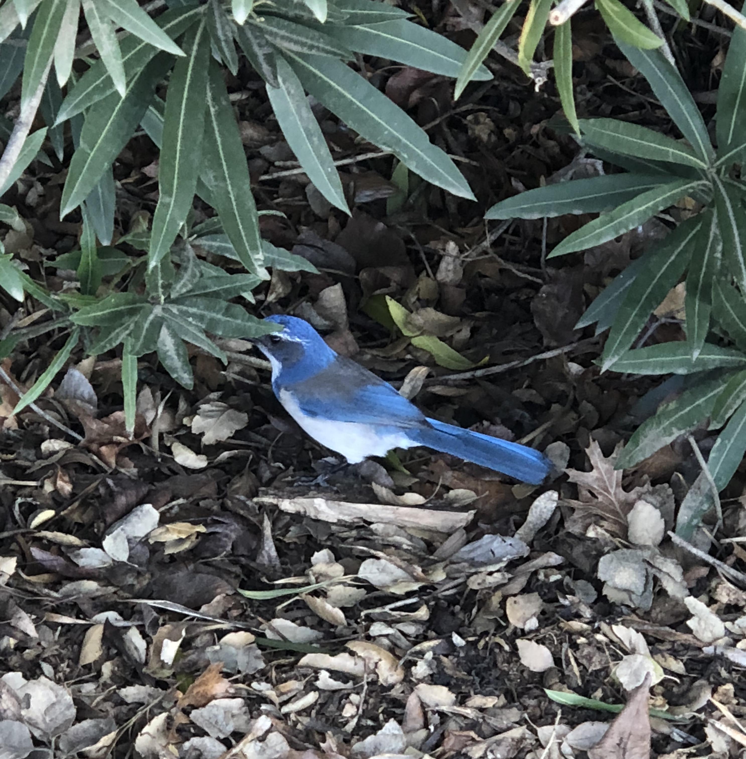cyberbird