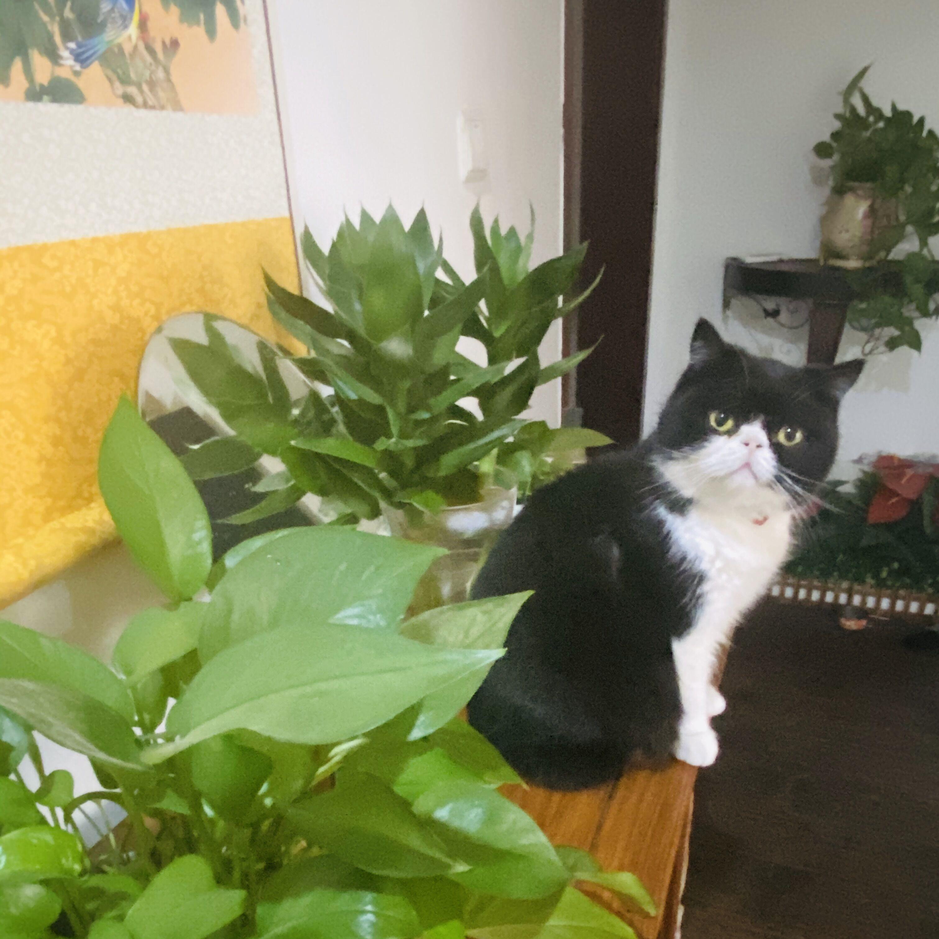 サイノウサンプラー