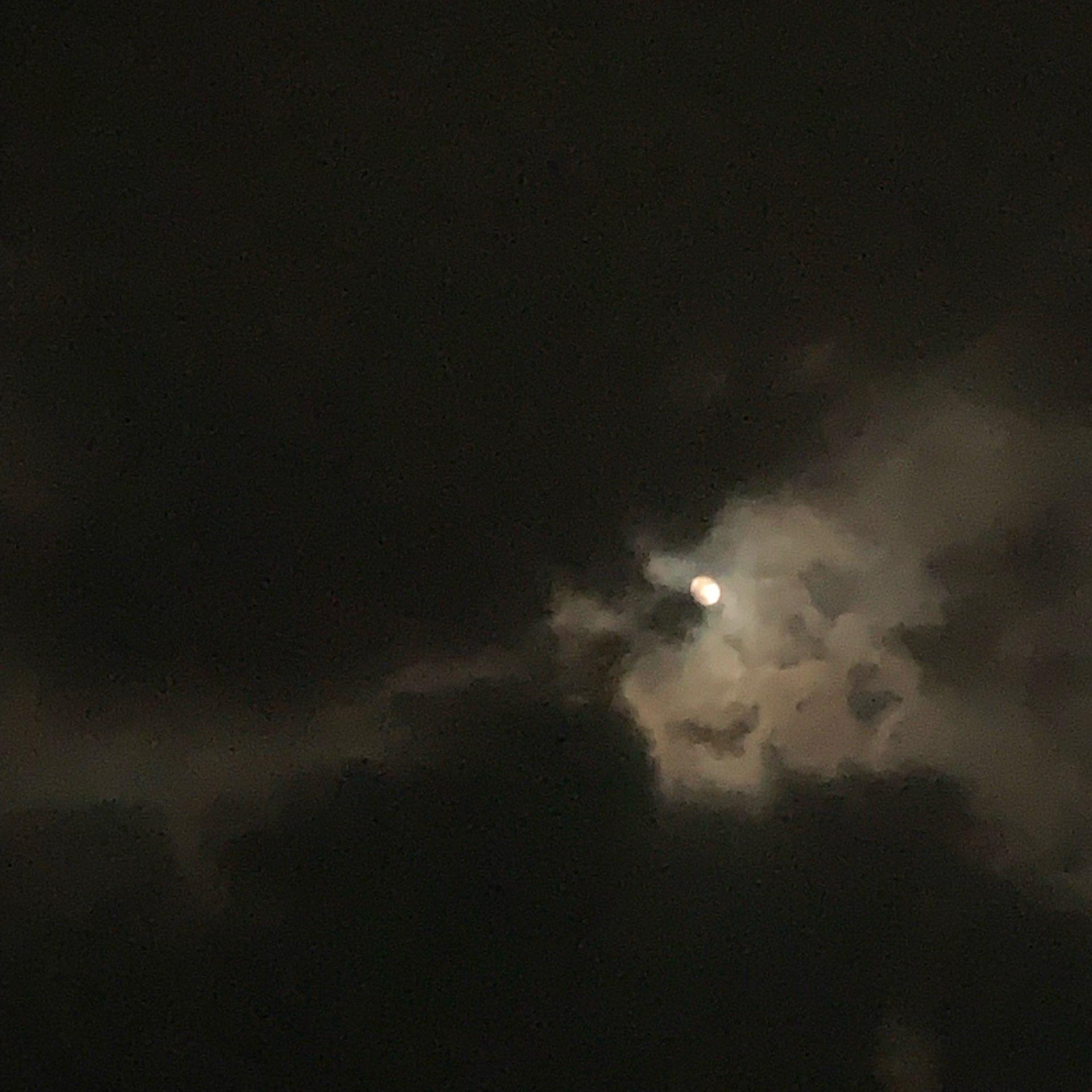 Let's fall in love for the night