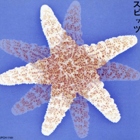 ニノウデの世界